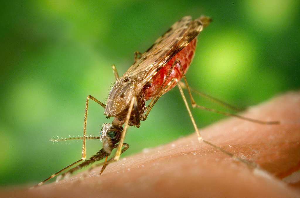 anopheles-albimanus-mosquito